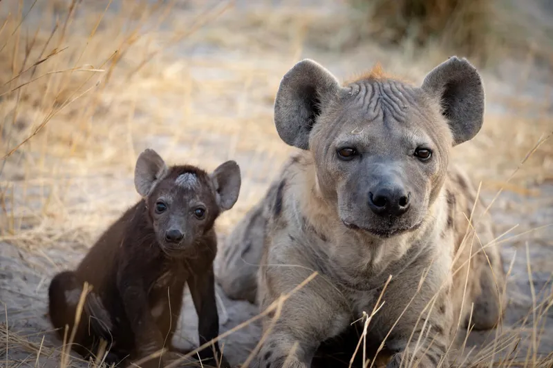 a mother spotted hyena and her cub sit in the grass and look toward the camera in Botswan