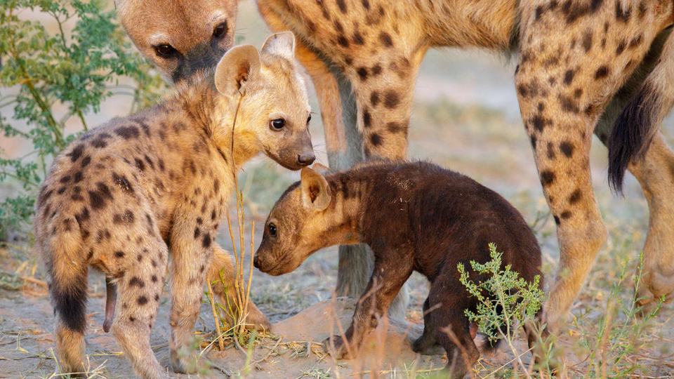 a mother spotted hyena stands with two of her young cubs in Liuwa Plain National Park in Zambia