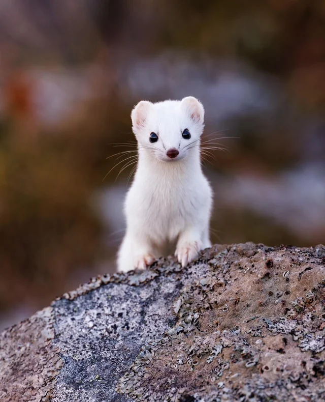 r/wildlifephotography - My first encounter with the stoat
