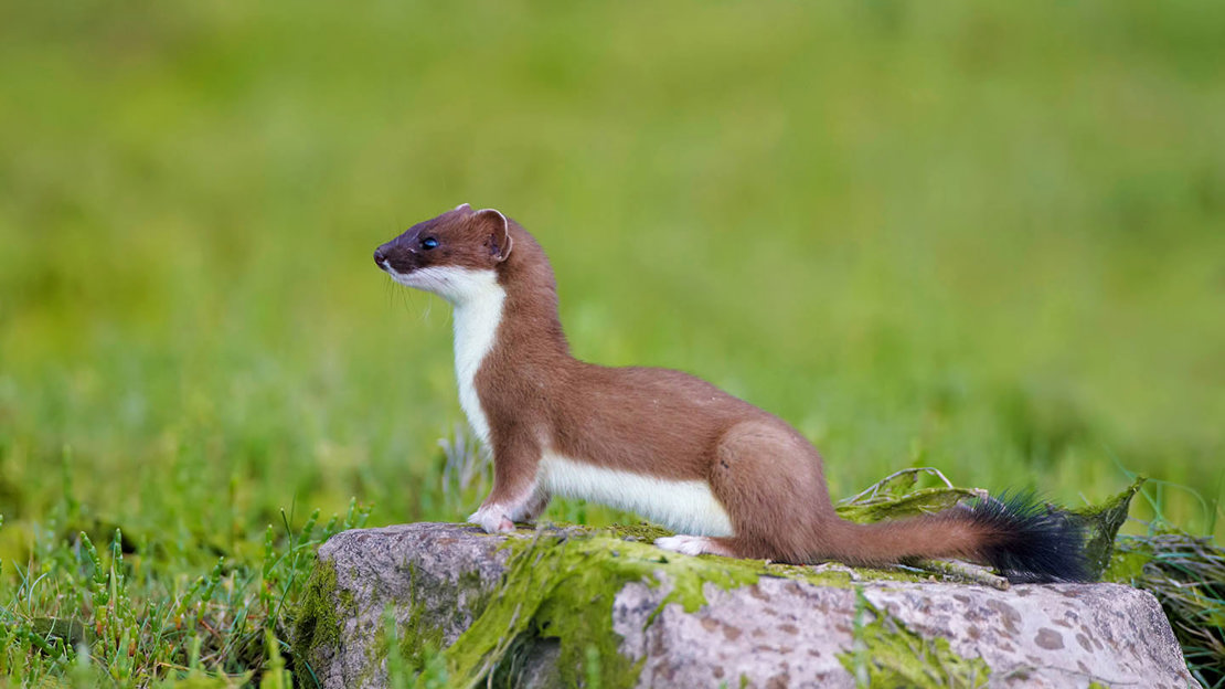 Stoat flying