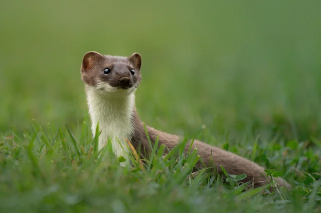 r/wildlifephotography - A stoat on the hunt