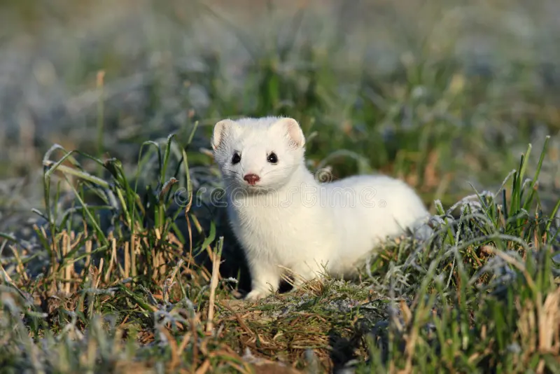 Stoat in the wild