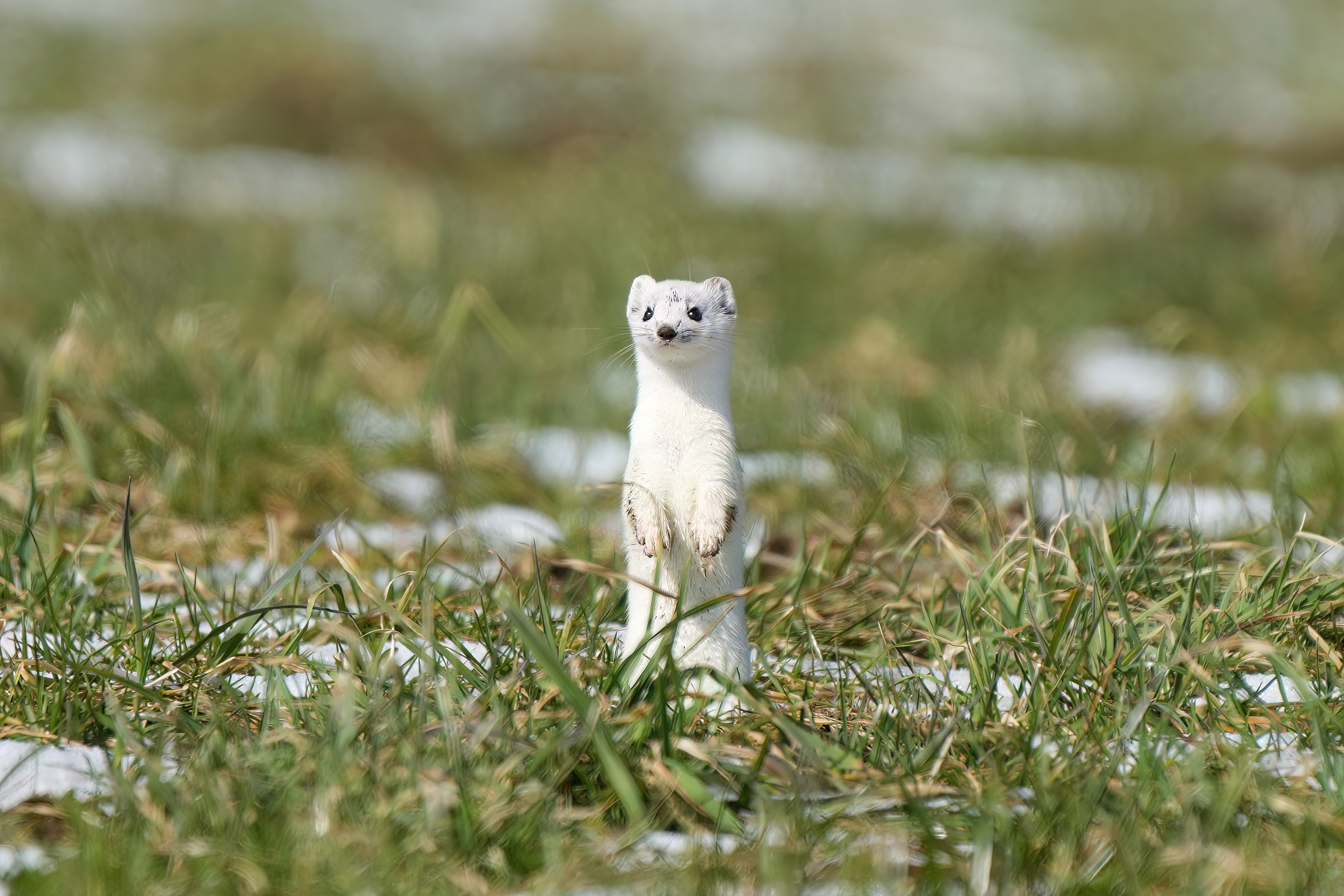 A stoat in winter fur