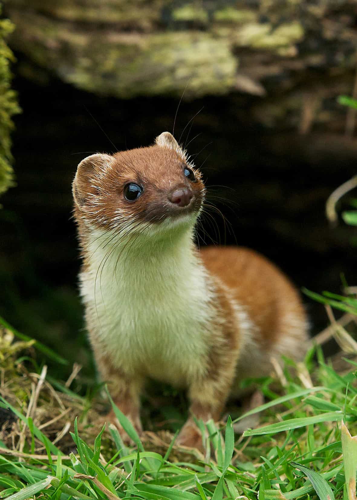 Stoat flying