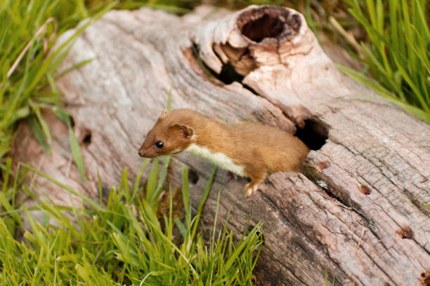 Stoat at the British Wildlife Centre Stoat emerging through a hole in a hollow log stoat stock pictures, royalty-free photos & images