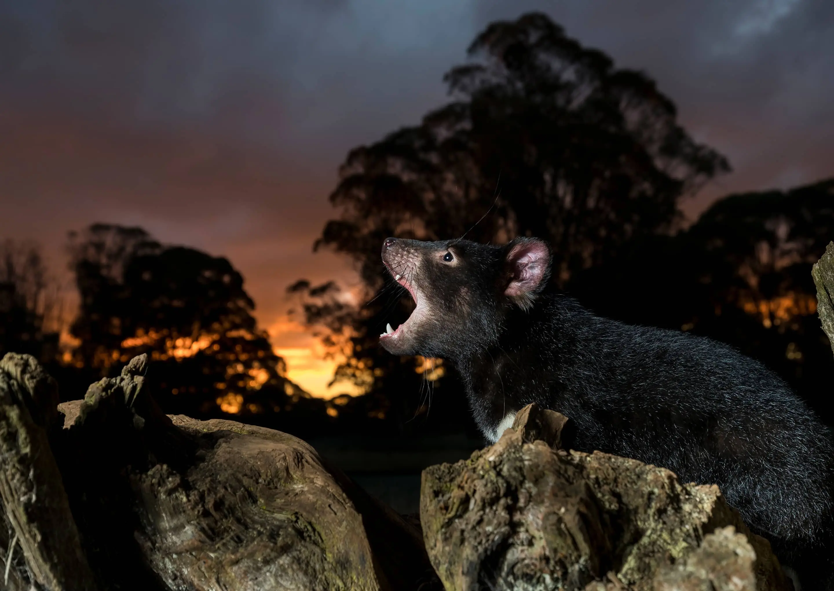 Tasmanian Devil in the wild