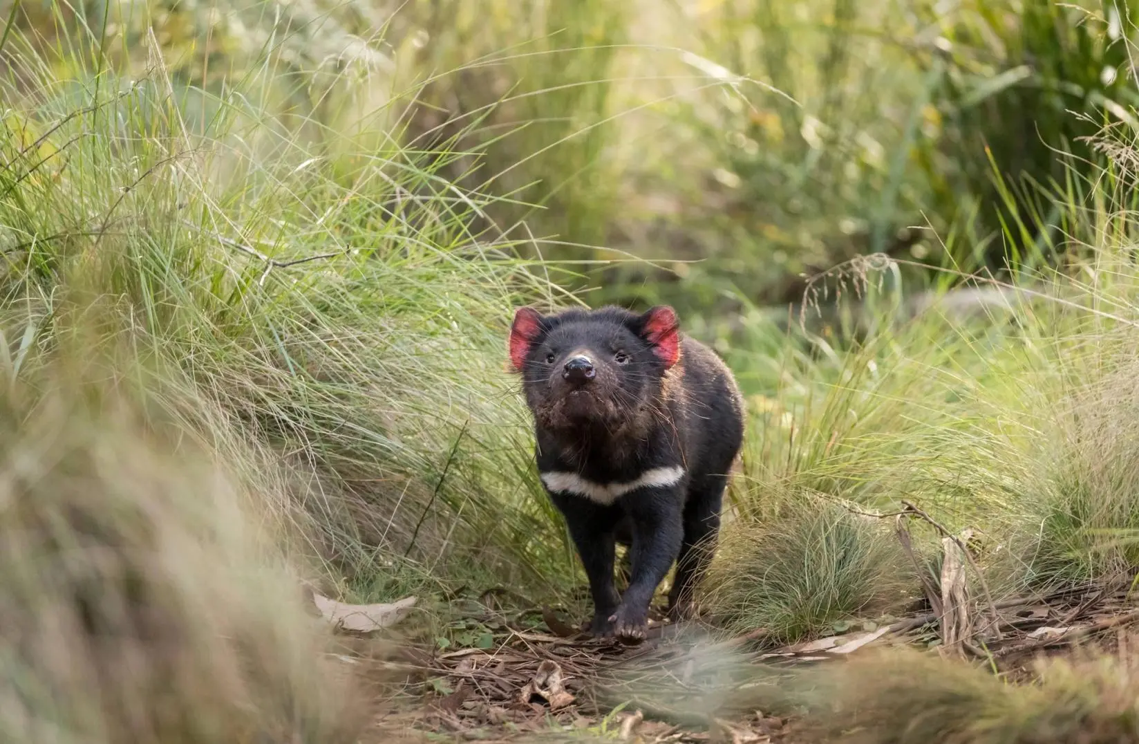 Tasmanian devil walking through bushland