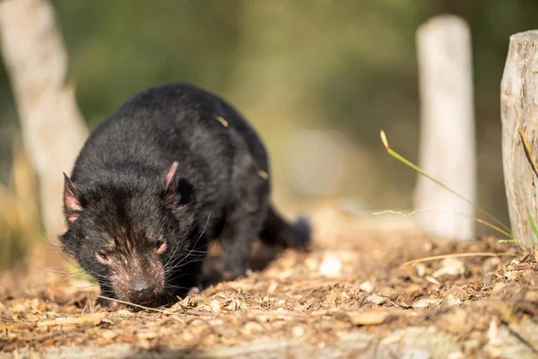 Beautiful tasmanian devil in the Tasmanian bush. Australian wildlife in a national park in Australia in spring - Photo, Image
