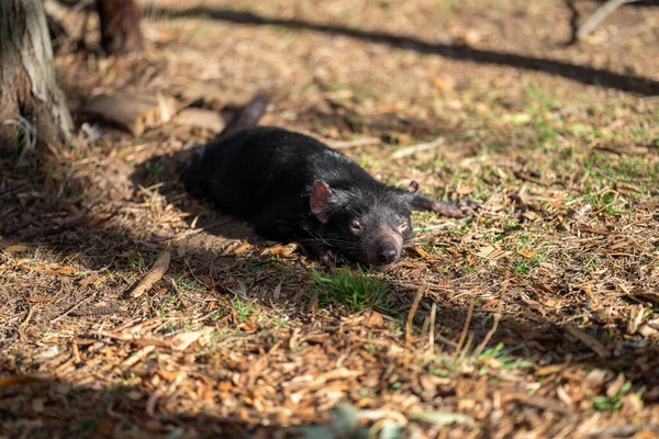 pair sleeping Beautiful tasmanian devil in the Tasmanian bush. Australian wildlife in a national park in Australia - Photo, Image