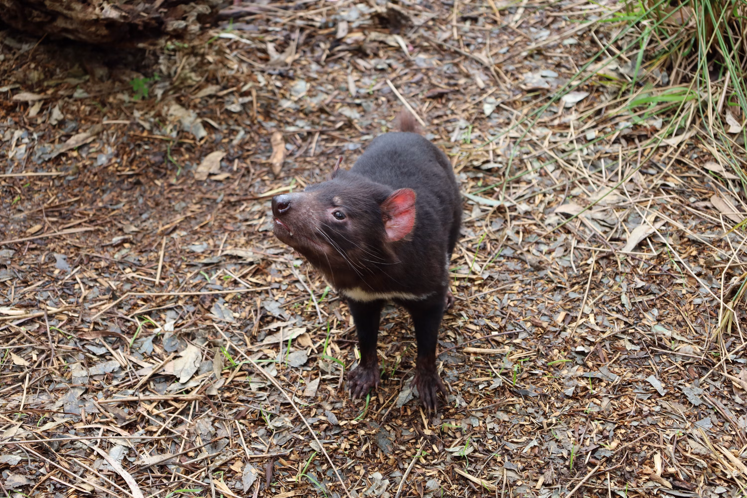A tasmanian devil is in its natural habitat.