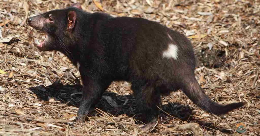 Tasmanian Devil flying