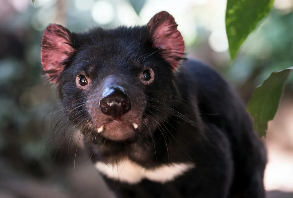 Close up of a Tasmanian Devil showing its dark fur, pink ears, and white chest markings