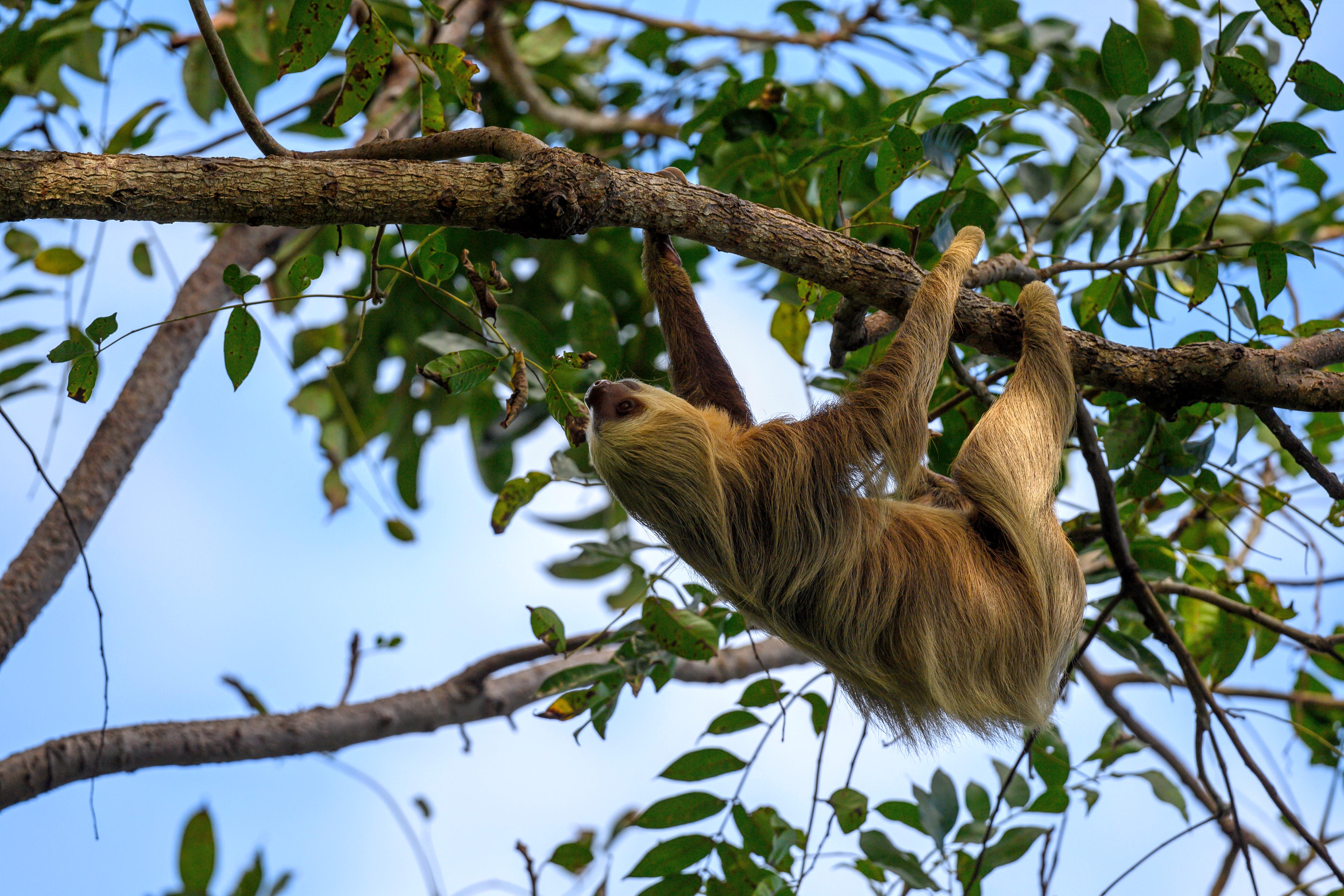 Three-toed Sloth in the wild