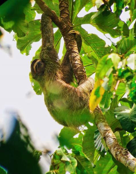 Wild animals from Costa Rica Sloth hanging in a tree from Costa Rica three toed sloth costa rica stock pictures, royalty-free photos & images
