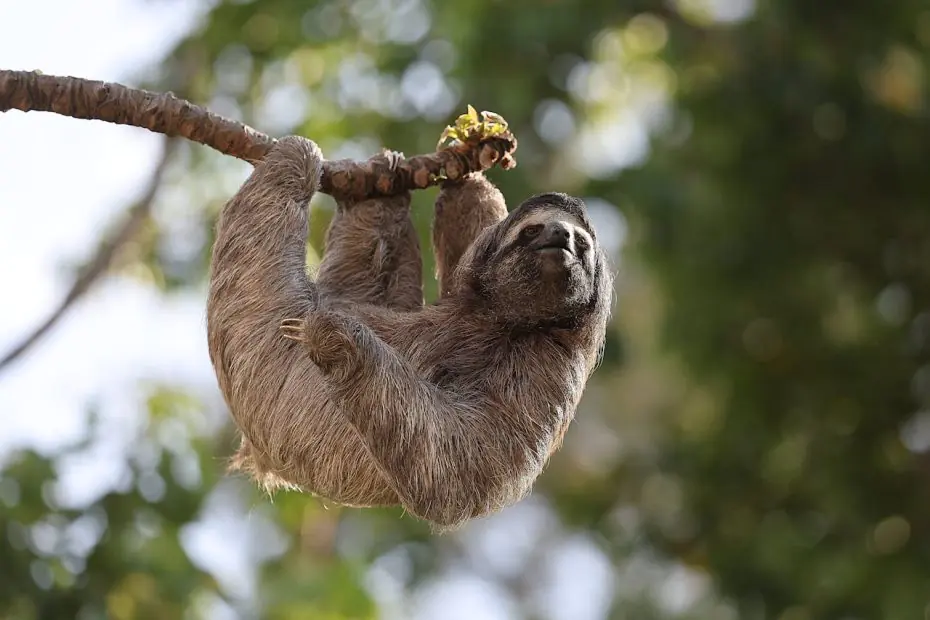 Three-Toed Sloth
