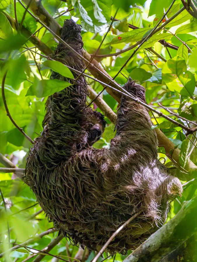 Three-toed Sloth (Bradypus infuscatus), taken in Costa Rica, mammal, mammals, nature, three-fingered, sloths, bradypodidae, animal, animals, central, america, cute, forest, natural, tree, tropical, wild, wilderness. Sloths three toed stock images, royalty-free photos and pictures