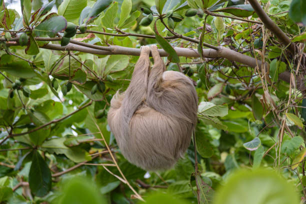 Brown-throated three-toed sloth (Bradypus variegatus) in the wild, forest of Costa Rica, Latin America Brown-throated three-toed sloth (Bradypus variegatus) in the wild, forest of Costa Rica, Latin America maned sloth stock pictures, royalty-free photos & images