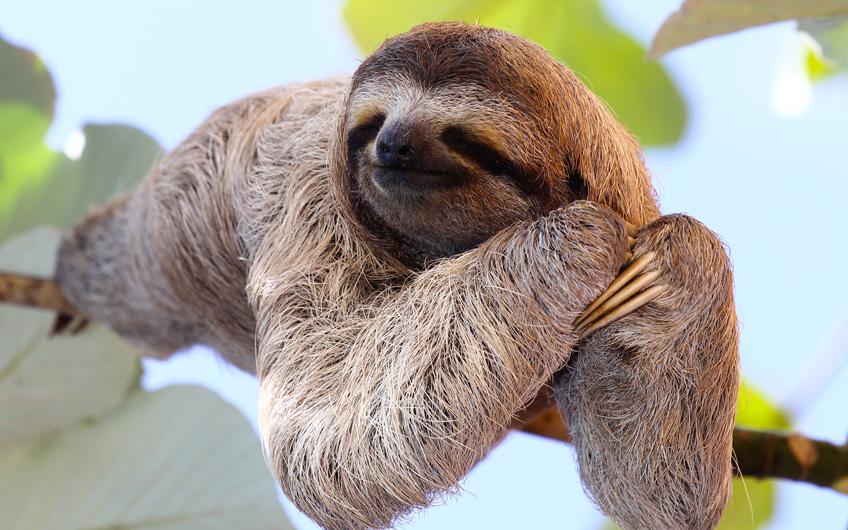 A close-up of a smiling three-toed sloth resting on a tree branch in Costa Rica, displaying its characteristic dark facial markings and shaggy fur. The image highlights the sloth's peaceful demeanor and natural habitat, representing the unique wildlife experiences available in Costa Rica's rainforests.