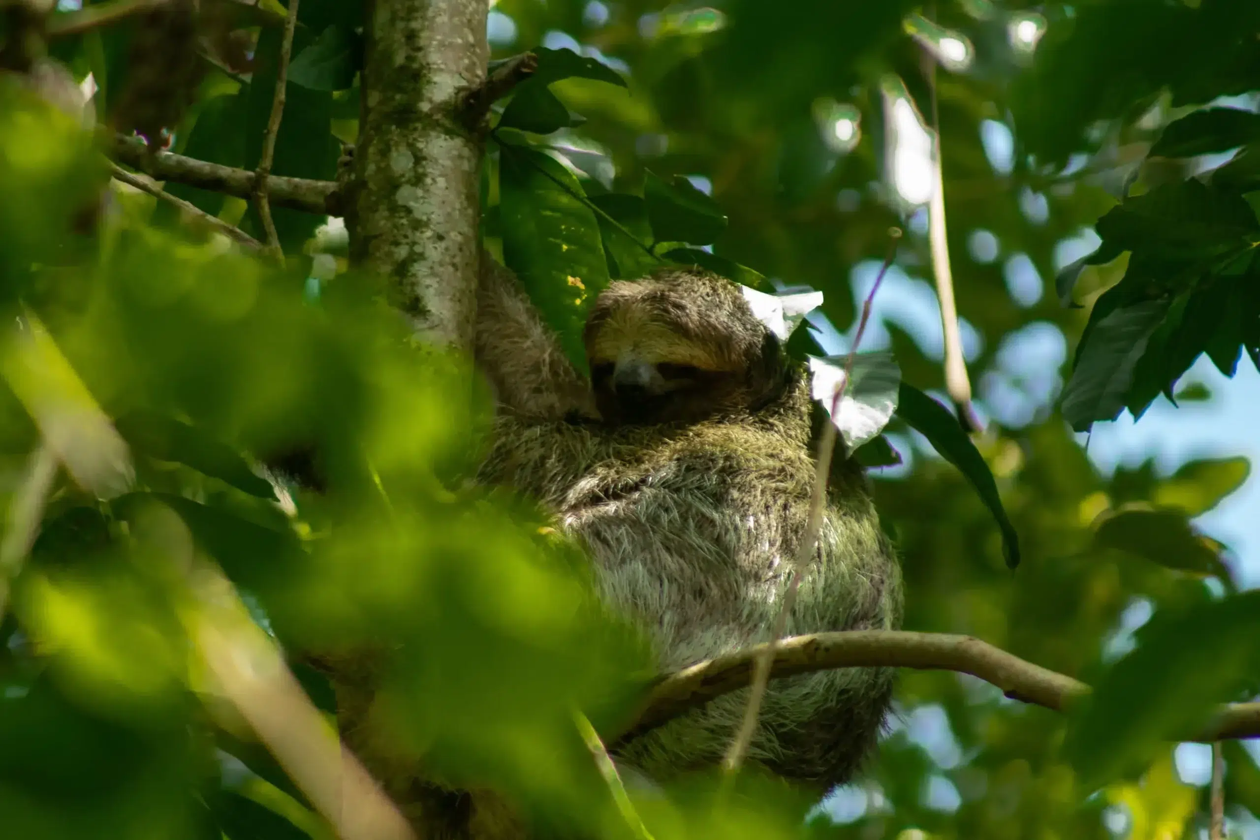Three-toed sloth resting in a tree in La Fortuna rainforest, Costa Rica