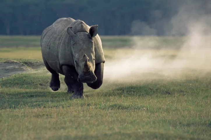 White Rhinoceros in the wild