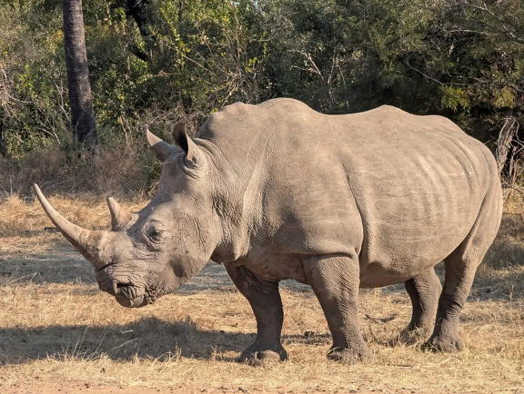The white rhinoceros (Ceratotherium simum), a big animal in its natural habitat