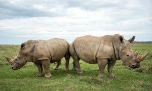 White Rhinoceros flying