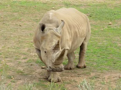 southern white rhinoceros