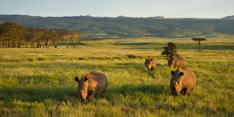 rhino species african rhino rhino facts rhinoceros facts white rhino facts javan rhino facts horned rhino rhino live javan rhinoceros facts african rhino facts rhinoceros live black rhinoceros facts facts about one horned rhinoceros black rhino facts sumatran rhino facts one horned rhino facts rhino can white rhinoceros facts black and white rhino facts greater one horned rhino facts rhino habitat facts sumatran rhinoceros facts white rhino live african black rhino facts javan rhino live rhinoce