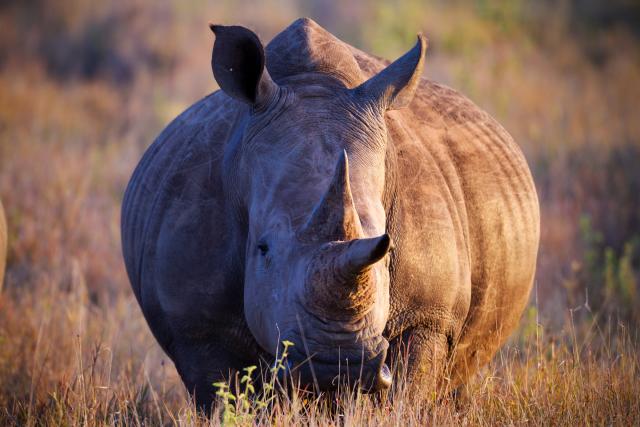White Rhinoceros (Ceratotherium simum).Kenya
