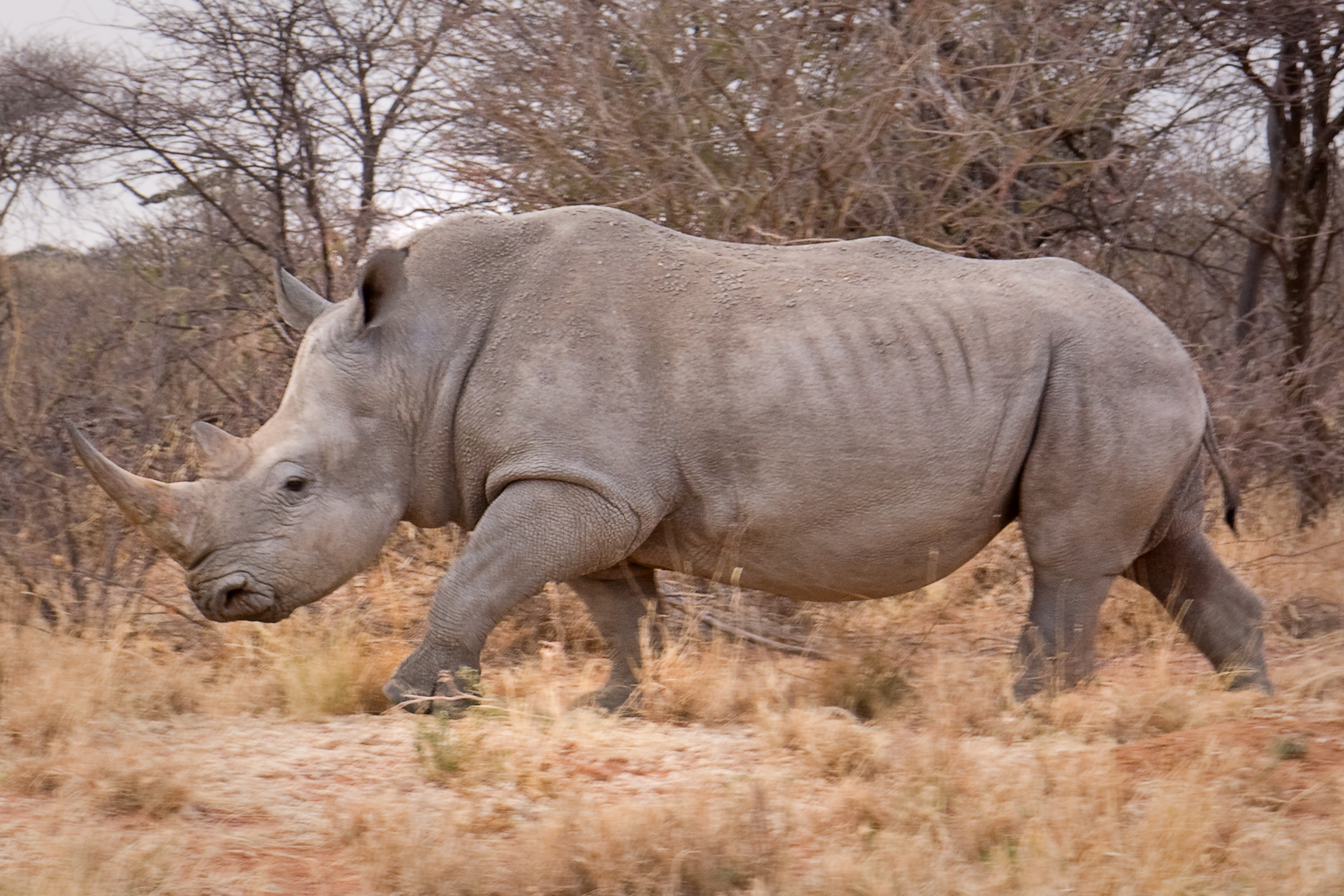 white rhinoceros northern white rhino the northern white rhino last white rhino white rhino northern rhino last rhino last northern white rhino the last rhino white rhinos left in the world the last northern white rhino rhinos left in the world northern white last rhino in the world the northern rhino white rhinos left rhinos left saving the white rhino the last rhino in the world white rhino last white rhinos in the world northern white rhino left white northern rhinos the northern white rhinos