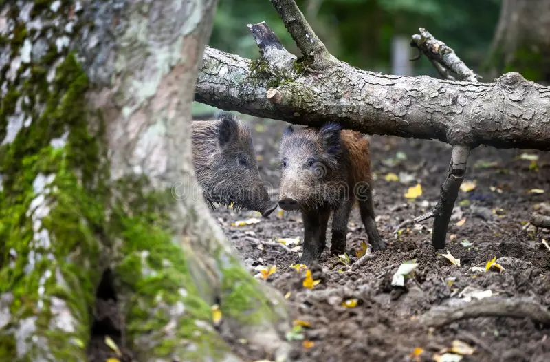 Two wild boar babies (sus scrofa ferus) hiding in forest. The scene shows wildlife in natural habitat. Wild boar stock images, royalty-free photos and pictures