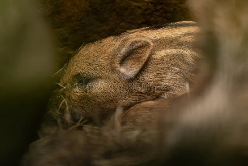 Cute wild boar piglet with characteristic stripes standing in the forest leaf litter. Perfect for nature and wildlife themes. Wild boar stock images, royalty-free photos and pictures