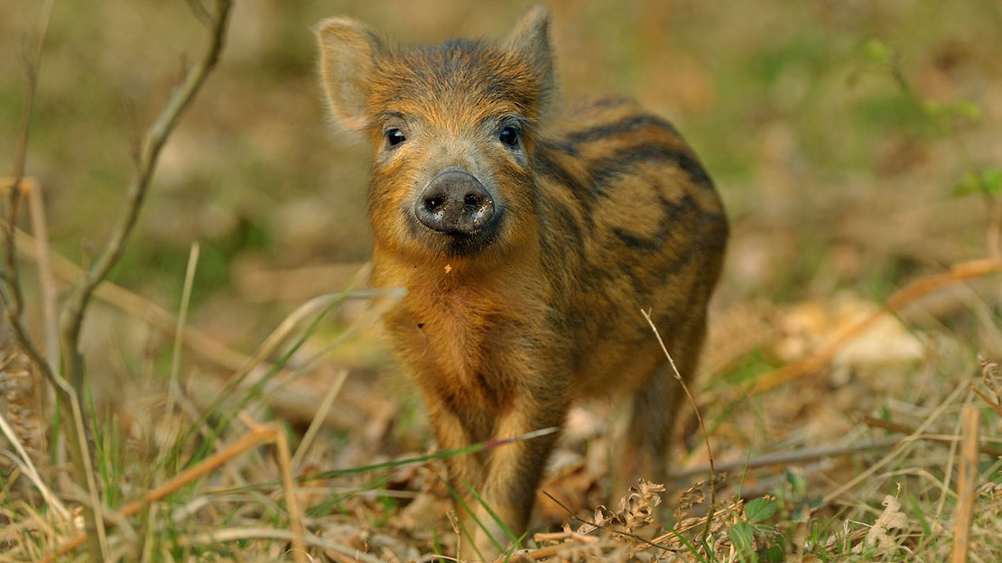 Wild Boar flying