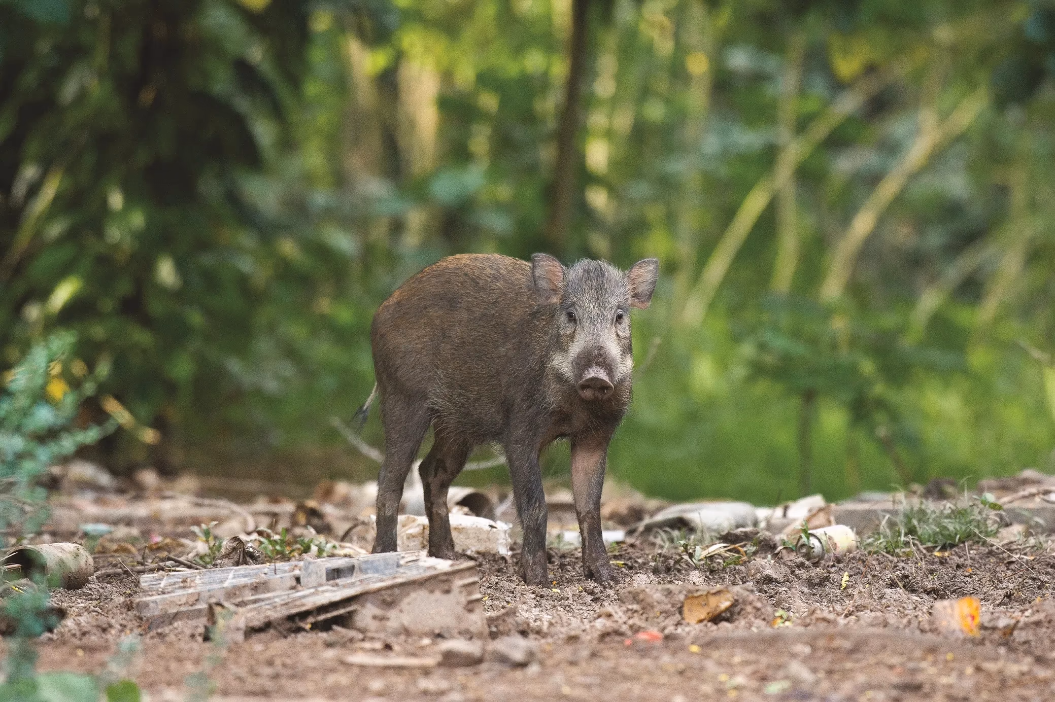 Wild Boar in the wild