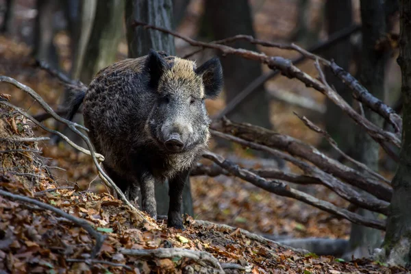 Male Wild boar in autumn forest. Wildlife scene from nature - Photo, Image