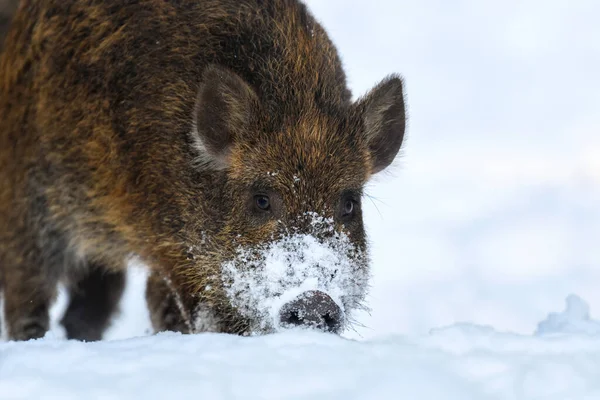 Young wild pig in forest with snow. Wild boar, Sus scrofa, in wintery day. Wildlife scene from nature. Animal in the nature habitat - Photo, Image