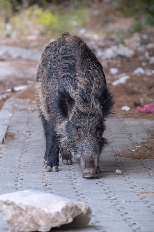 Free A wild boar strolling along a paved pathway in an urban setting, showcasing wildlife in the city. Stock Photo